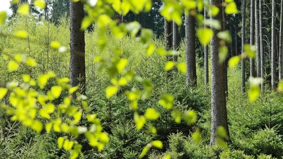 必维提醒丨欧盟零毁林法案：12月4日理事会与议会就有针对性修订达成协议
