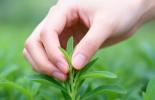 必维授予谱赛科全球首张甜叶菊FSA3.0金牌证书，引领可持续农业新标杆